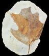 Insect Eaten Fossil Sycamore Leaf - Montana #53302-1